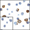 Immunocytochemistry of CD80 in transfected HEK293 cells with CD80 antibody at 1 ug/mL. Lower left: Immunocytochemistry in transfected HEK293 cells with control mouse IgG antibody at 1 ug/mL.