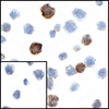 Immunocytochemistry of CD80 in transfected HEK293 cells with CD80 antibody at 1 ug/mL. Lower left: Immunocytochemistry in transfected HEK293 cells with control mouse IgG antibody at 1 ug/mL.