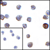 Immunocytochemistry of VISTA in transfected HEK293 cells with VISTA antibody at 1 ug/mL. Lower left: Immunocytochemistry in transfected HEK293 cells with control mouse IgG antibody at 1 ug/mL.