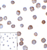 Immunocytochemistry of B7-H3 in HEK293 cells using B7-H3 antibody and control mouse IgG antibody (left corner box) at 1 ug/ml.