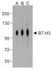 Western blot analysis of B7-H3 in HEK293 cells using B7-H3 antibody at (A) 0.25 (B) 0.5 and (C) 1 &#956;g/ml.