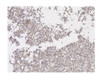 SARS-CoV-2 Spike RBD Antibody (clone 2165) IHC Data using infected cell pellets.