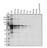 Antibody used at 1 &#956;g/ml in WB.