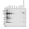 Antibody used at 1 &#956;g/ml in WB.