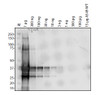 Antibody used at 1 &#956;g/ml in WB.