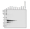 Antibody used at 1 &#956;g/ml in WB.