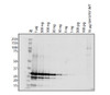 Antibody used at 1 &#956;g/ml in WB.