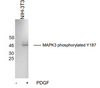 Antibody: 54-320 at 1/1000 dilution<br>Sample: NIH-3T3 cell lysate treated with PDGF and without PDGF at 30ug/lane<br>Secondary: HRP conjugated anti-Rabbit Fc at 1/50000 dilution<br>Predicted band size: 42/44 kDa<br>Observed band size: 45 kDa<br>Gel concentration: 4-20%