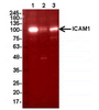 Antibody: 54-324 at 1/1000 dilution<br>Sample: Lane 1: 50 ug H929 cell lysate. Lane 2: 50 ug Jurkat cell lysate. Lane 3: 50 ug Raji cell lysate<br>Secondary: HRP-conjugated anti-rabbit IgG at 1/50000 dilution<br>Predicted band size: 58 kDa<br>Observed band size: 100 kDa<br>Gel concentration: 4-20%