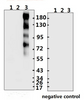 <strong>Figure 1 Western Blot Validation with Recombinant Protein</strong><br>Loading: 1ug of recombinant protein per lane. Lane 1: 10-007, Lane 2: 10-008 and Lane 3: 10-011. Antibodies: SARS-CoV-2 (COVID-19) Spike S2, 10-526, 1:500. Secondary: Goat anti-rabbit IgG HRP conjugate at 1:20000 dilution.