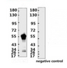 <strong>Figure 1 Western Blot Validation with Recombinant Protein</strong><br>Loading: 1ug of SARS-CoV-2 (COVID-19) nucleocapsid recombinant protein, 10-007, per lane. Antibodies: SARS-CoV-2 (COVID-19) Nucleocapsid Monoclonal Antibody, 10-538, 1:2000. Secondary: Goat anti-human IgG HRP conjugate at 1:5000 dilution.