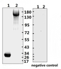 <strong>Figure 1 Western Blot Validation with Recombinant Protein</strong><br>Loading: 10ug of recombinant protein per lane. Lane 1: 10-008 and Lane 2: 10-011. Antibodies: SARS-CoV-2 (COVID-19) Spike-ECD/RBD Monoclonal, 10-551, 1:1000. Secondary: Goat anti-human IgG HRP conjugate at 1:5000 dilution.