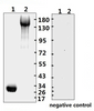 <strong>Figure 1 Western Blot Validation with Recombinant Protein</strong><br>Loading: 10ug of recombinant protein per lane. Lane 1: 10-008 and Lane 2: 10-011. Antibodies: SARS-CoV-2 (COVID-19) Spike-ECD/RBD Monoclonal, 10-552, 1:1000. Secondary: Goat anti-human IgG HRP conjugate at 1:5000 dilution.