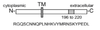 The immunogen is a synthetic peptide corresponding to amino acids 196-220 of mouse FasL (CD95L; APO-1L; CD178) . The schematic structure of mouse FasL (peptide, aa. 196-220) as seen in this image.