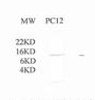 Western Blot analysis of XG-6131 chicken anti-cytochrome c on rat PC12 cell lysate (30 &#956;g)