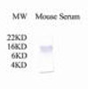 Western Blot analysis of XG-6137 chicken anti-mouse C3a on mouse serum (1 &#956;L) .