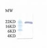 Transferrin Antibody | XG-6167