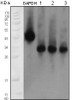 Western blot analysis using ApoM monoclonal antibody against human serum.