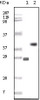 Western blot analysis using BCL10 monoclonal antibody against truncated BCL10 recombinant protein and MCF - 7 cell lysate.