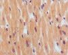 Immunohistochemical analysis of paraffin - embedded human normal myocardium showing cytoplasma localization using BNP1 antibody with DAB staining.