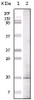 Western blot analysis using GLP monoclonal antibody against truncated GLP recombinant protein.