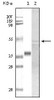 Western blot analysis using anti - human GSK3 alpha nonoclonal antibody against truncated GSK3 alpha recombinant protein and A549 lysate.