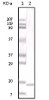 Western blot analysis using IL6 monoclonal antibody against truncated IL6 recombinant protein.