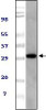 Western blot analysis using Mouse TUG monoclonal antibody against NIH / 3T3 cell lysate.