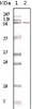 Western blot analysis using MSH2 monoclonal antibody against A431 cell lysate.