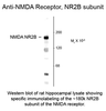 Western blot of rat hippocampal lysate showing specific immunolabeling of the ~180k NR2B subunit of the NMDA receptor.