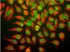 Immunostaining of HeLa cells with anti-nuclear pore complex antibody (green) , and chicken anti-vimentin (red) (Cat. No. 50-264) .