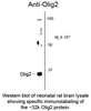 Western blot of neonatal rat brain lysate showing specific immunolabeling of the ~32k Olig2 protein.