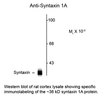 Western blot of rat cotex lysate showing specific immunolabeling of the ~36 kD syntaxin 1A protein.