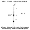Western blot of rat brain lysate showing specific immunolabeling of the ~68/70k ChAT protein.