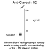 Western blot of rat hippocampal homogenate showing specific immnolabeling of the ~35k clavesin protein.