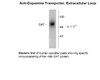Western blot of human caudate lysate showing specific immunolabeling of the ~88k DAT protein.