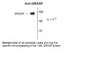 Western blot of rat cerebellar lysate showing the specific immunolabeling of the ~95k GRASP protein.