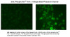 IHC staining of medial nucleus of the trapezoid body (MNTB) cells with the phospho-Ser503 Kv3.1 subunit antibody. The left panel shows control cells. The right panel shows cells that have been exposed to the protein kinase C activator PMA.