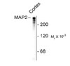 Western blot of rat cortex lysate showing specific immunolabeling of the ~280k MAP2 protein. <br><br> <b>Below:</b> Mixed neuron/glial cultures. The perikarya and dendrites of neurons are strongly and specifically stained with the MAP2 antibody (red) . Cell nuclei are visualized with DAPI DNA stain.