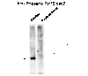 Western blot of human T47D cells showing phospho-specific immunolabeling of the ~34k cdc2 protein phosphorylated at Tyr15. In lane 2, cells were treated with EGF leading to dephosphorylation of Tyr15.