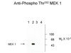 Western blots of recombinant wild type and mutant MEK 1 showing phospho-specific immunolabeling. Lanes 1 and 2 are wild type MEK 1; lanes 3 and 4 are mutant MEK 1 (Thr292Arg) . MAP kinase was coexpressed in the samples run in lanes 2 and 4.