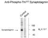 Synaptotagmin (Phospho-Thr202) Antibody