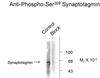 Synaptotagmin (Phospho-Ser309) Antibody