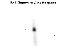 Dopamine beta-Hydroxylase, NT Antibody