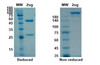 Coomassie blue staining non-reduced and reduced SDS-PAGE analysis