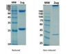 Coomassie blue staining non-reduced and reduced SDS-PAGE analysis