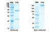 Coomassie blue staining non-reduced and reduced SDS-PAGE analysis