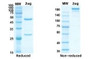 Coomassie blue staining non-reduced and reduced SDS-PAGE analysis