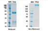 Coomassie blue staining non-reduced and reduced SDS-PAGE analysis