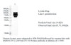 Various lysates were subjected to SDS-PAGE followed by western blot with SARS-CoV-2 (2019-nCoV) S1 Protein antibody at dilution of 1:1000